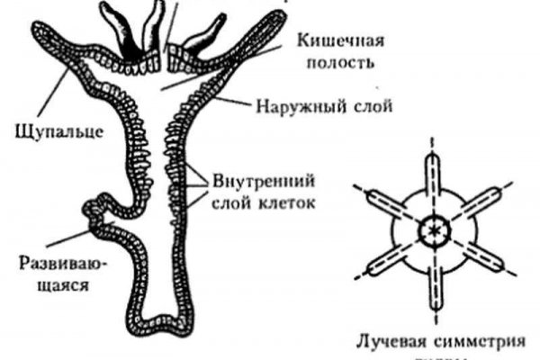 Kraken 17at сайт